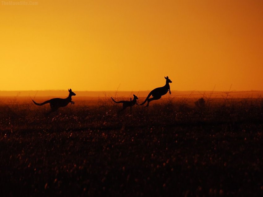 WildKangaroos.jpg
