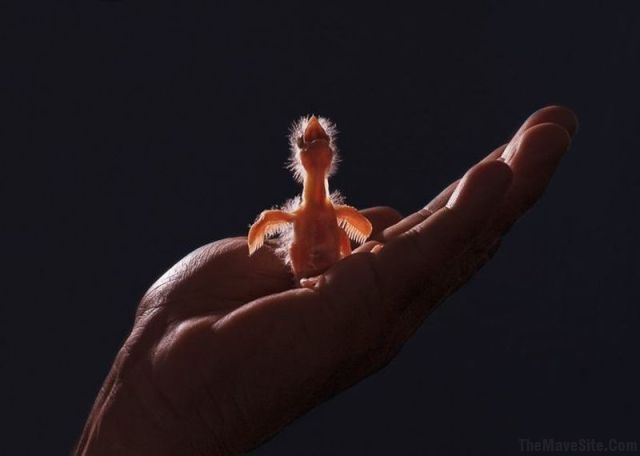BirdInHand.jpg