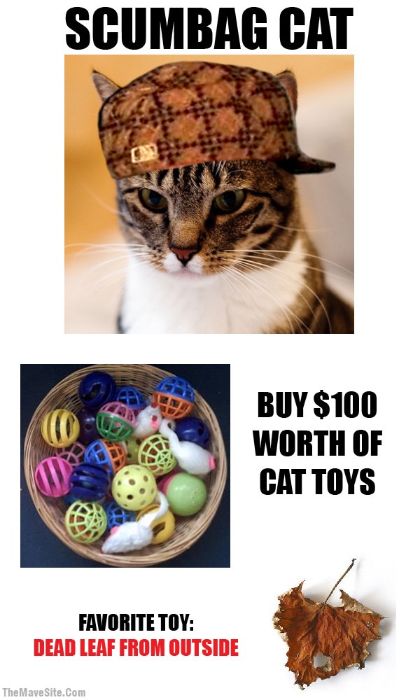 ScumbagCat.jpg