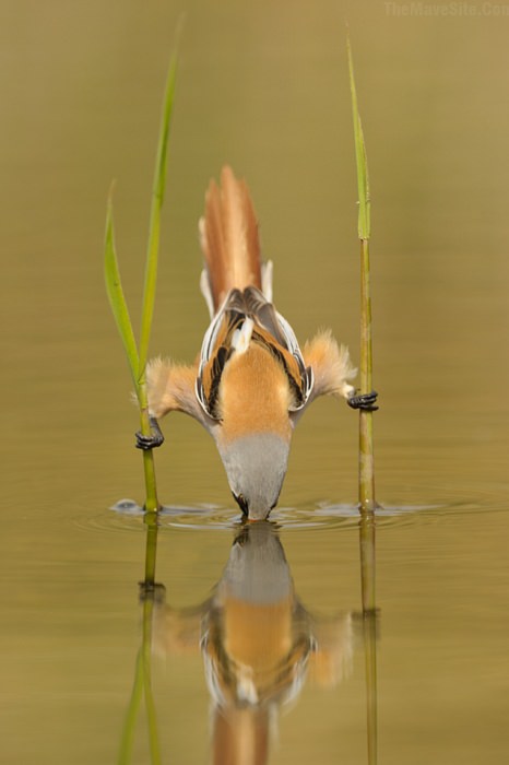 ShowOff.jpg