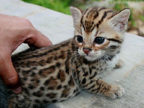DangerouslyCute.jpg