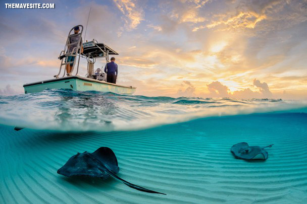 StingraysUnderABoat.jpg