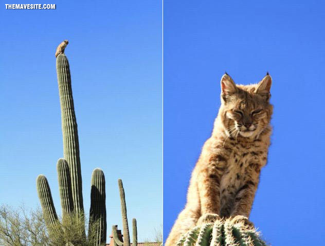 KingOfTheCactus.jpg