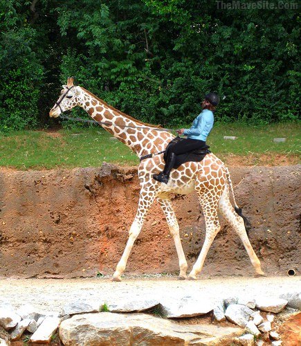 Giraffing.jpg