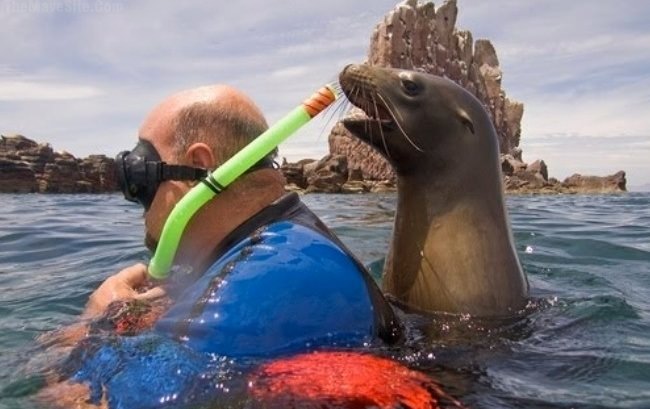 TrollingSeal.jpg