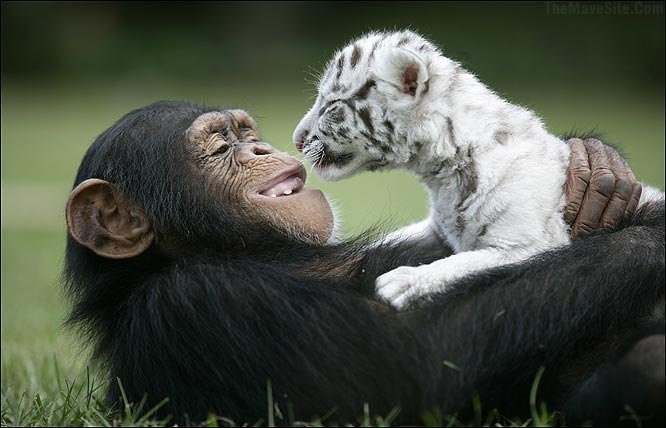 ChimpHoldingABabyTiger.jpg