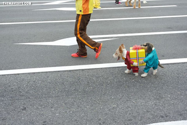 BestDogCostumeEver.jpg