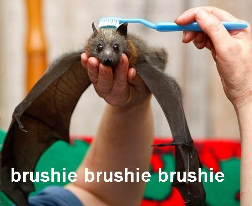 bat-brushie-brushie-brushie.jpg