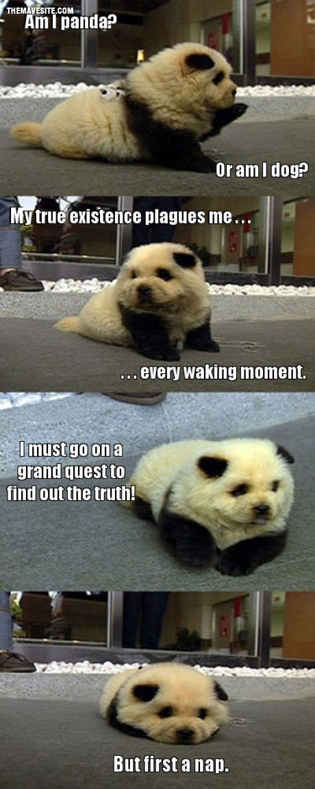 PandaDog.jpg