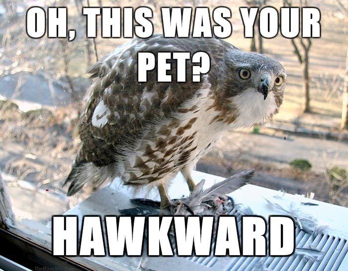 Hawkward.jpg