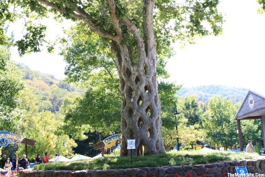 BasketTree.jpg