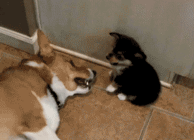 GasAttack.gif