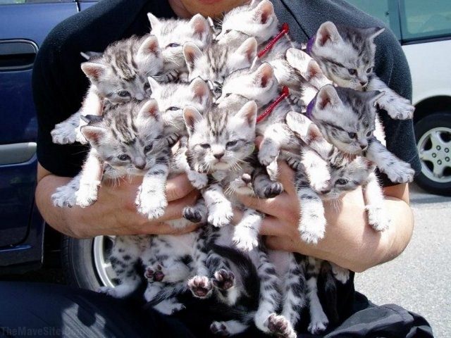 CutenessOverload.jpg