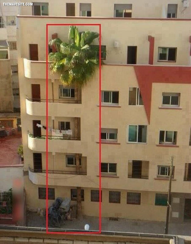 TreeMergedWithTheBuilding.jpg
