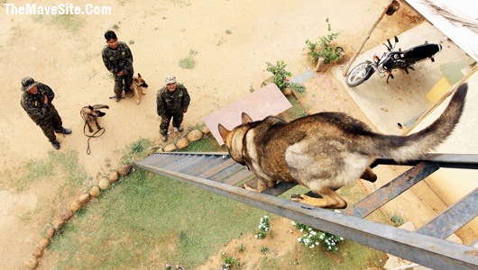 MilitaryDogTraining.jpg