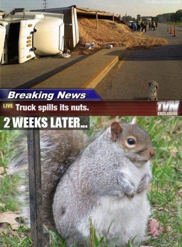 SpilledNuts.jpg