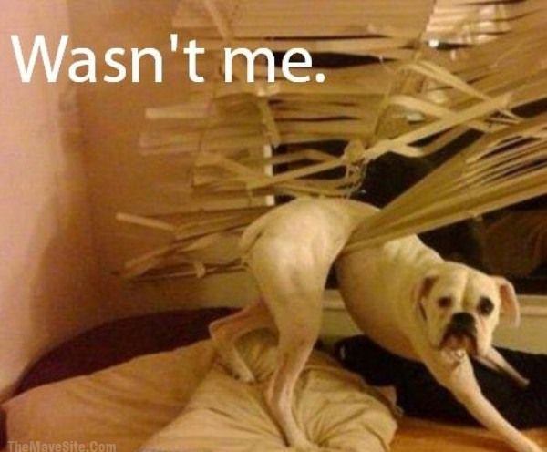 WasntMe.jpg