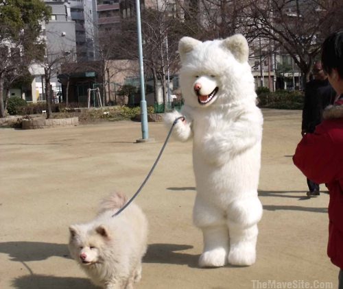 DogWalkingDog.jpg