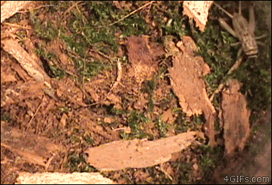 KL02wVJ.gif