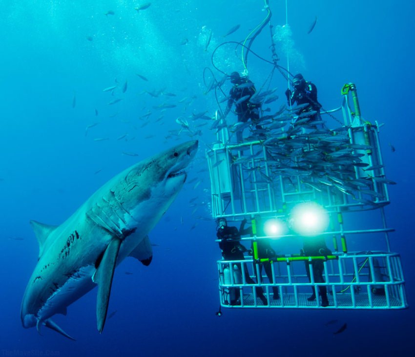 Shark.jpg