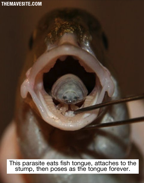 TongueParasite.png