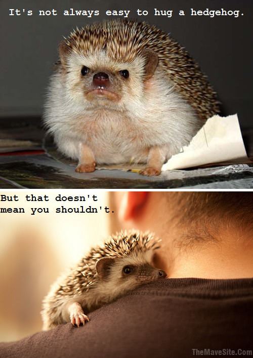 ItsNotAlwaysEasyToHugAHedgehog.jpg