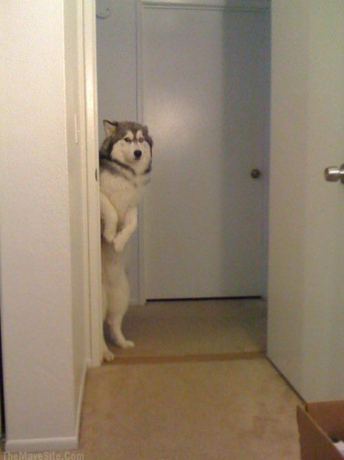 TryingToSneakALateNightSnack.jpg
