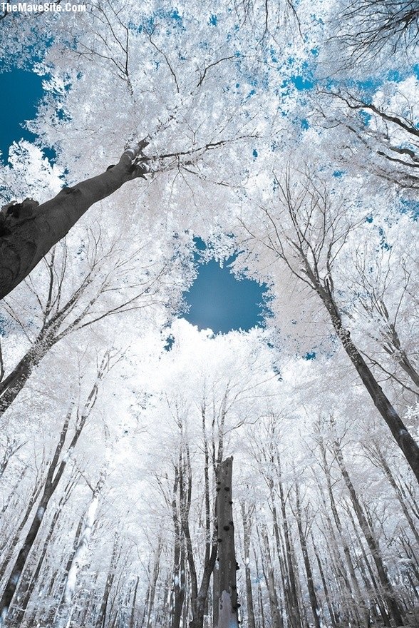 BlueSkies.jpg