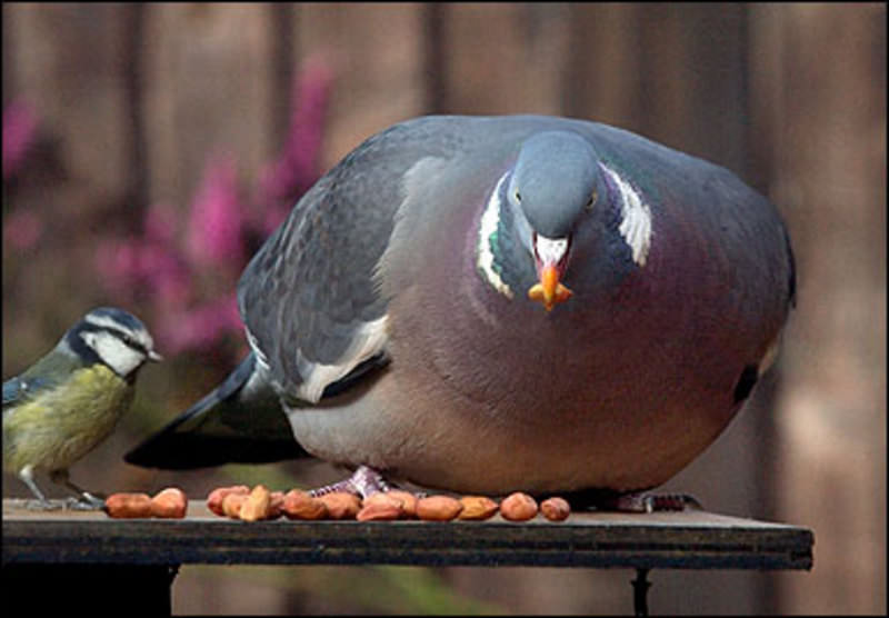 XXLPigeon.jpg