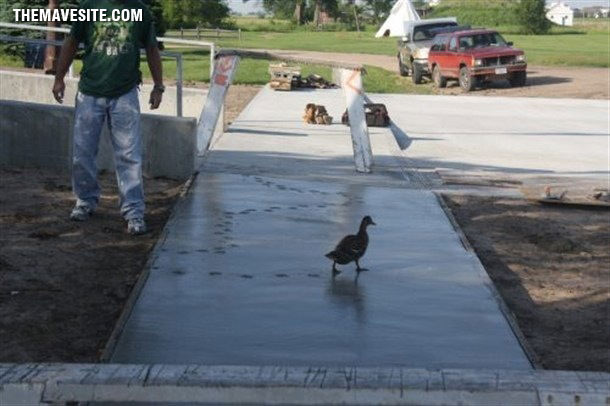 BadassDuck.jpg