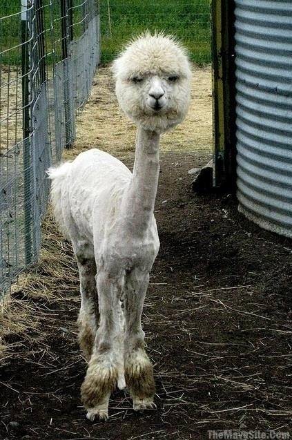 HowIThinkILookLike,WheneverIGetAHaircut..jpg