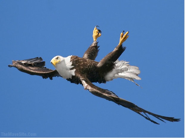 AnEagleFlyingUpsideDown.jpg