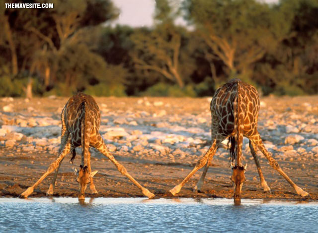 HowGiraffesDrinkWater.jpg