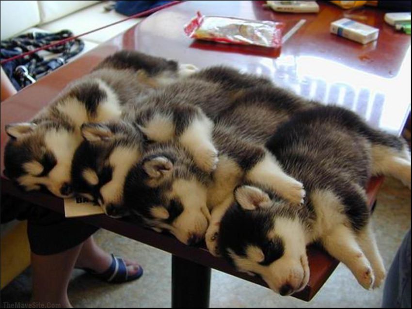 StackableHuskies.jpg