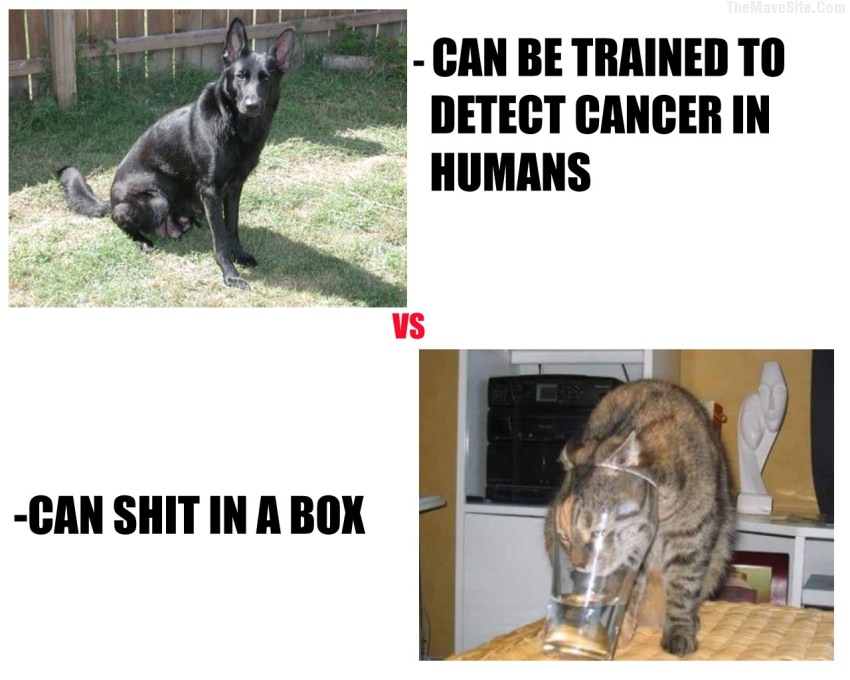 DogsvsCats..jpg