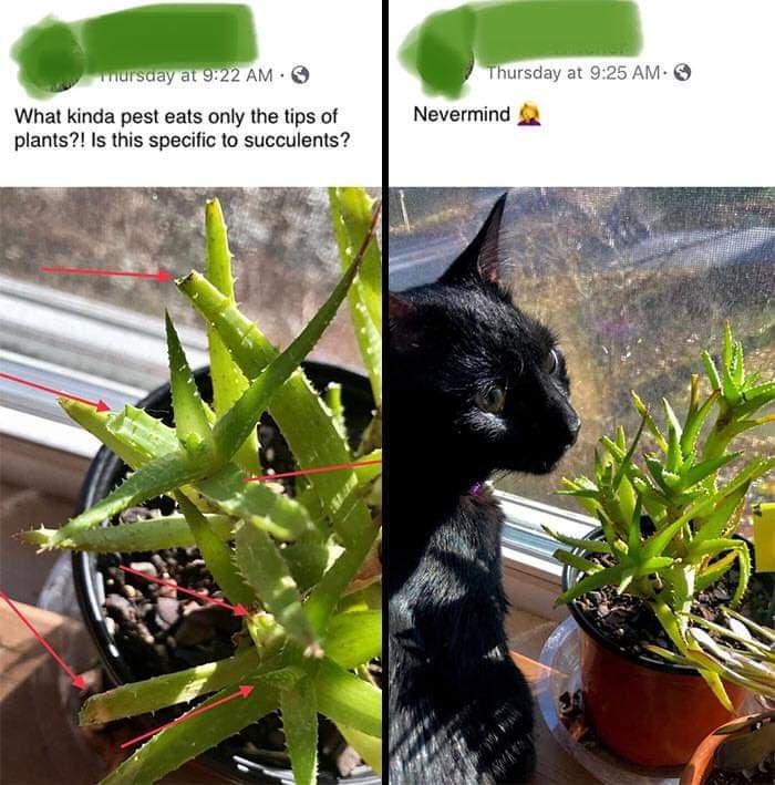 3XvKNSp.jpg
