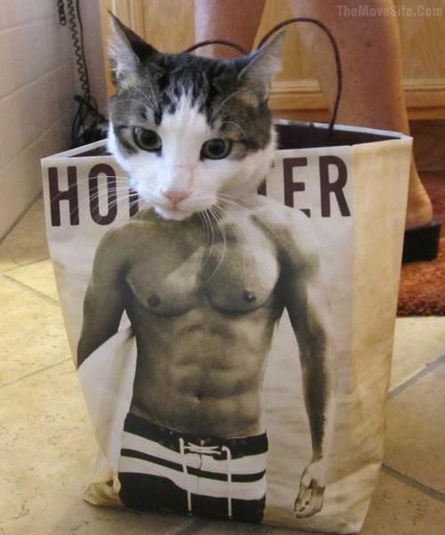 Catbag.jpg