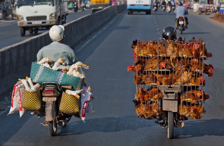 Poultry.jpg