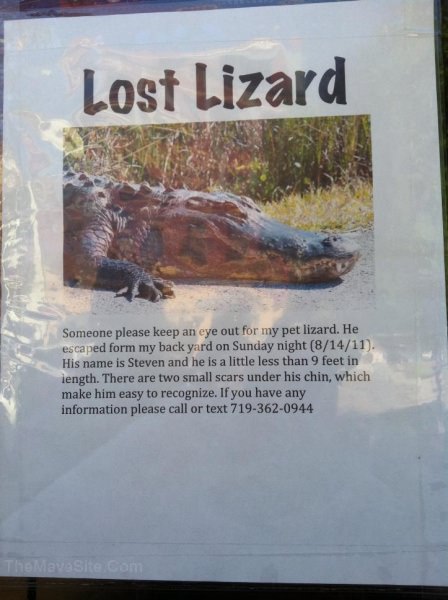 SomeoneLostTheirLizardInColorado.jpg