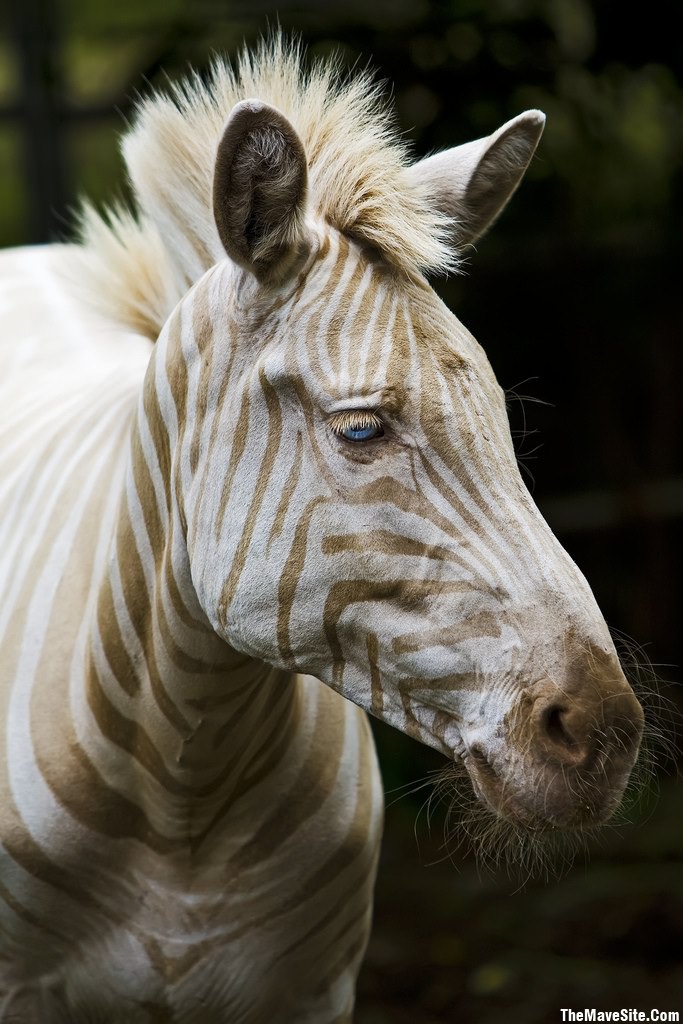 GoldenZebra.jpg