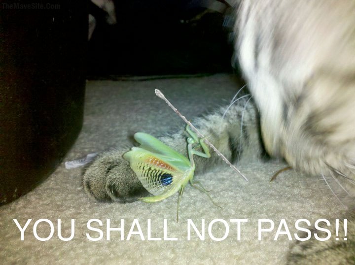 YouShallNotPass.jpg