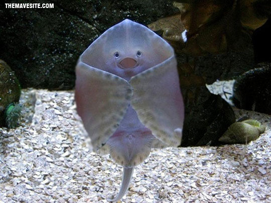 Hello!WelcomeToMyAquarium.jpg
