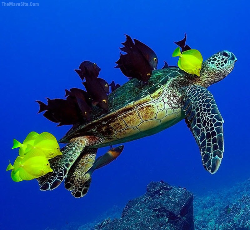 TurtleTaxi.jpg