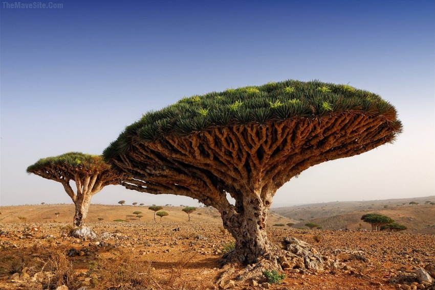 DragonBloodTree,Socotra,Yemen.jpg
