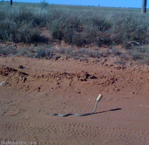 FailSnake.jpg