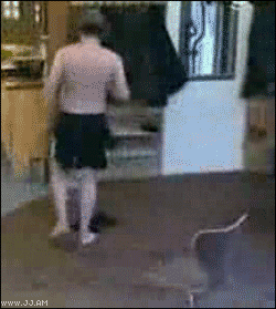 2LnsZ.gif