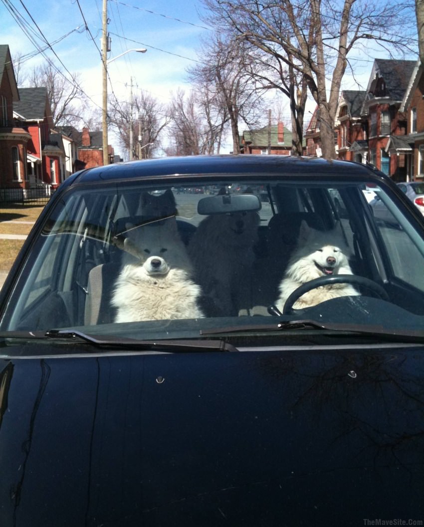CasualFamilyRoadTrip.jpg