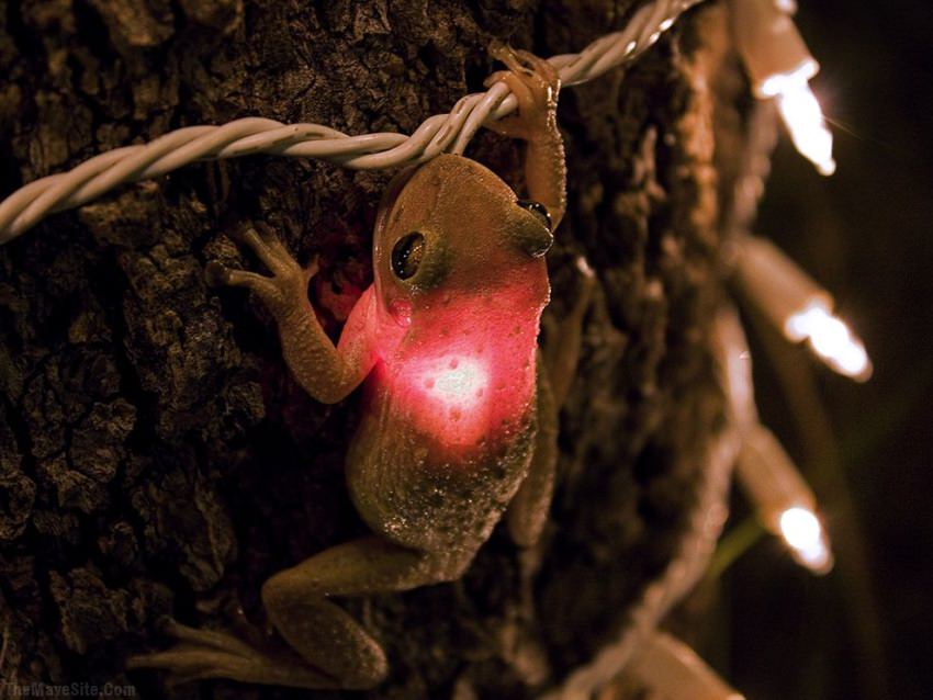 CubanTreeFrogEatingALightbulb.jpg