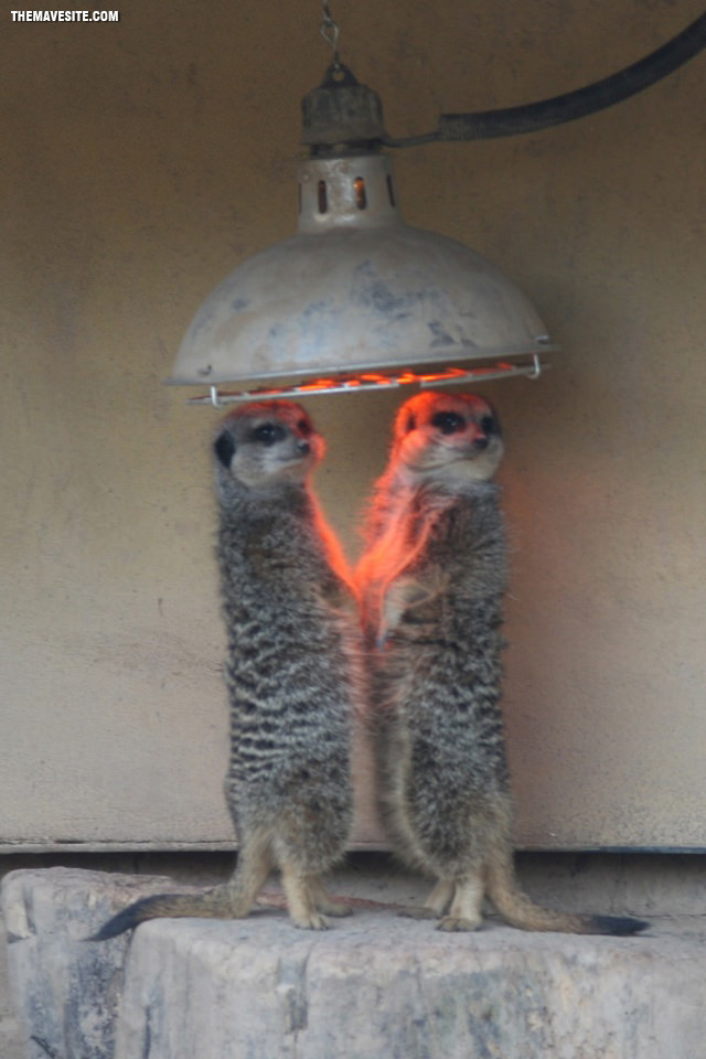 ColdMeerkats.jpg