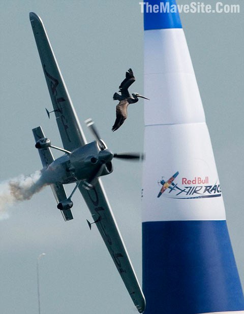 PilotVSPelican.jpg